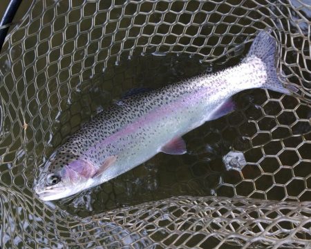 全面結氷！大安トラウトレイク